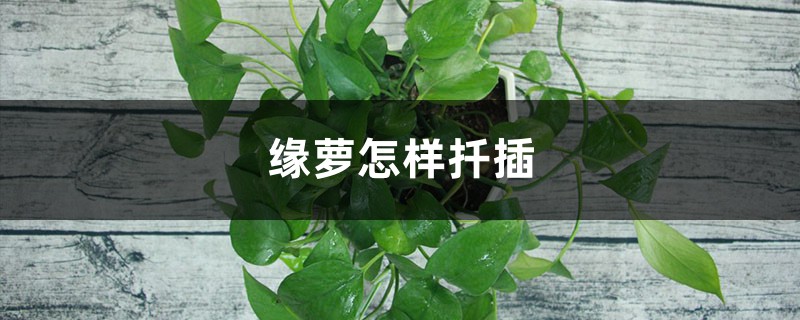绿萝怎样扦插 绿萝怎样扦插