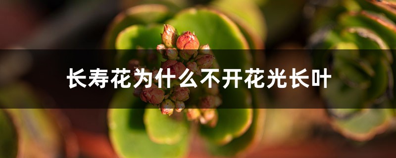 长寿花为什么不开花光长叶 长寿花为什么不开花光长叶