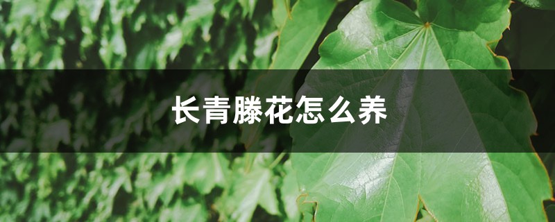 常青藤花怎么养 常青藤花怎么养