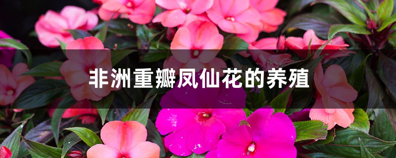 非洲重瓣凤仙花的养殖 非洲重瓣凤仙花的养殖