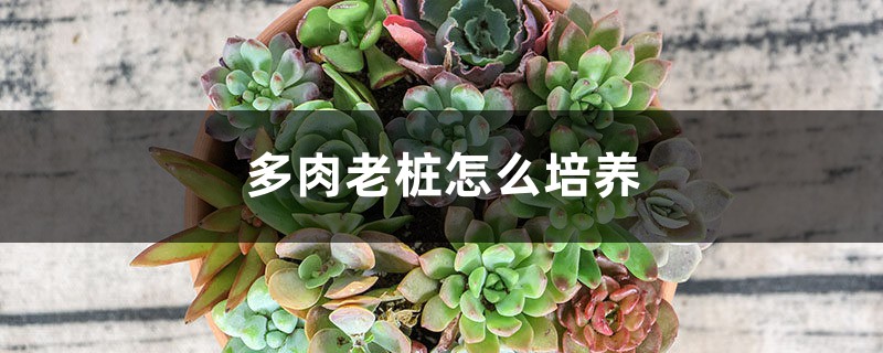 多肉老桩怎么培养 多肉老桩怎么培养