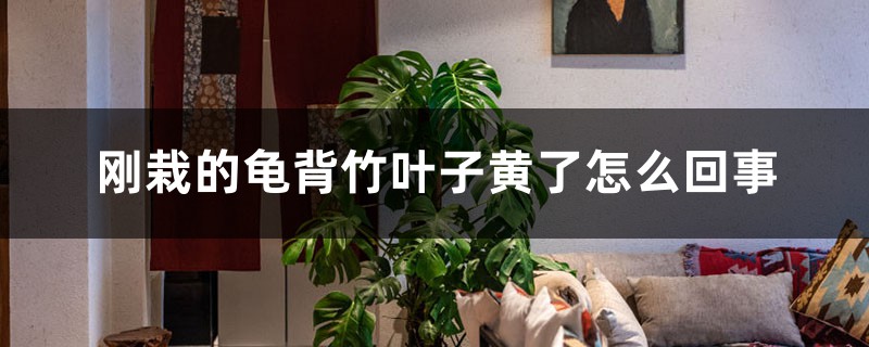 刚栽的龟背竹叶子黄了怎么回事 刚栽的龟背竹叶子黄了怎么回事