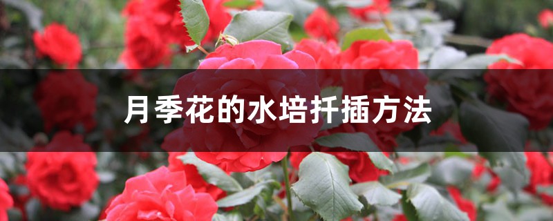 月季花的水培扦插方法 月季花的水培扦插方法