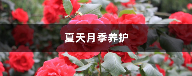 夏天月季养护