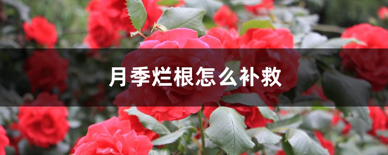 月季烂根怎么补救 月季烂根怎么补救