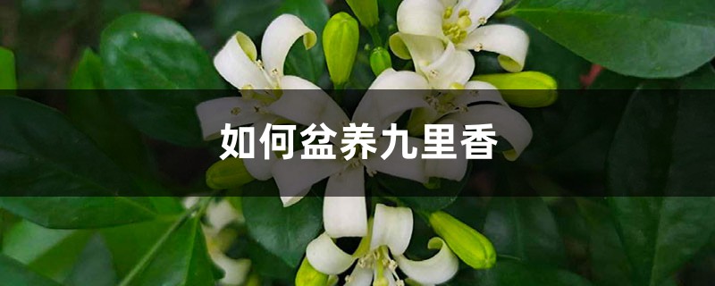 如何盆养九里香 如何盆养九里香