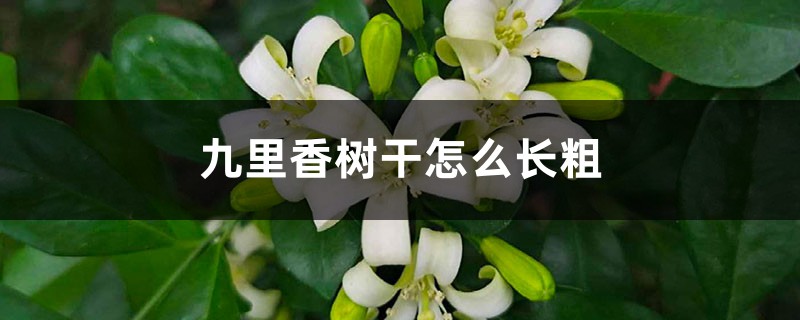 九里香树干怎么长粗 九里香树干怎么长粗