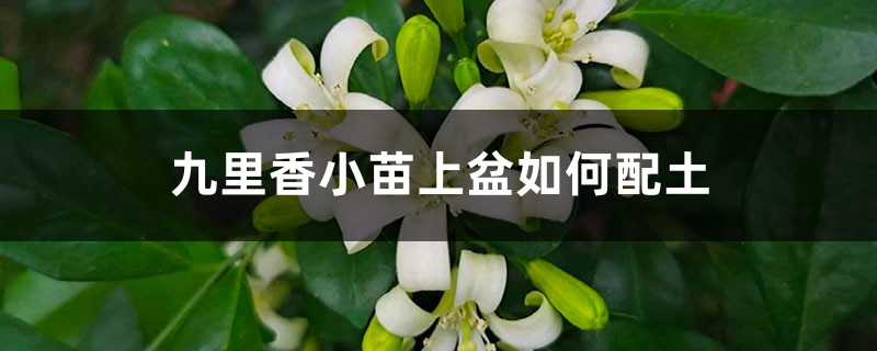 九里香小苗上盆如何配土 九里香小苗上盆如何配土