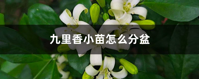 九里香小苗怎么分盆 九里香小苗怎么分盆