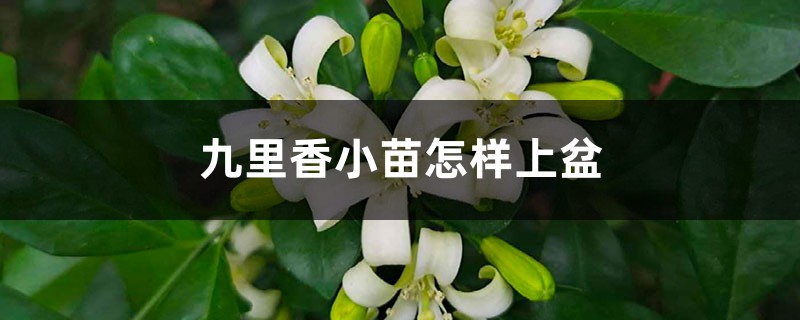 九里香小苗怎样上盆 九里香小苗怎样上盆