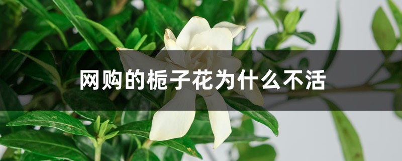 网购的栀子花为什么不活 网购的栀子花为什么不活