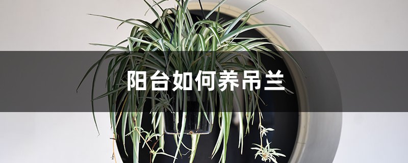 阳台如何养吊兰,需要注意什么 阳台如何养吊兰,需要注意什么