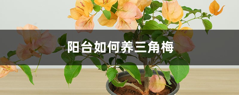 阳台如何养三角梅,需要注意什么 阳台如何养三角梅,需要注意什么
