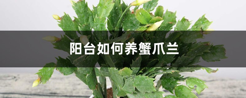 阳台如何养蟹爪兰,需要注意什么 阳台如何养蟹爪兰,需要注意什么