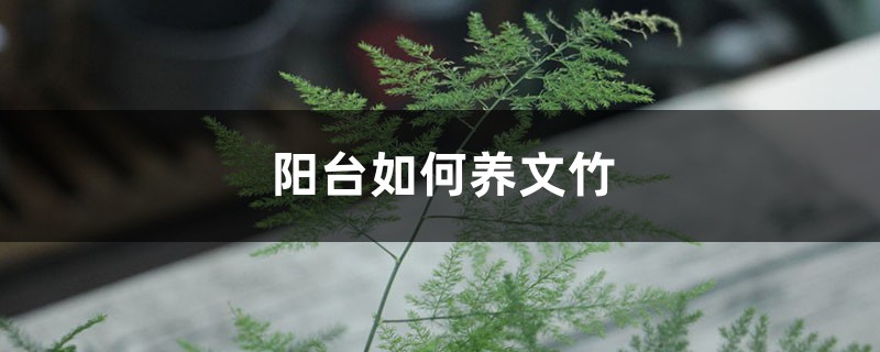 阳台如何养文竹,需要注意什么 阳台如何养文竹,需要注意什么