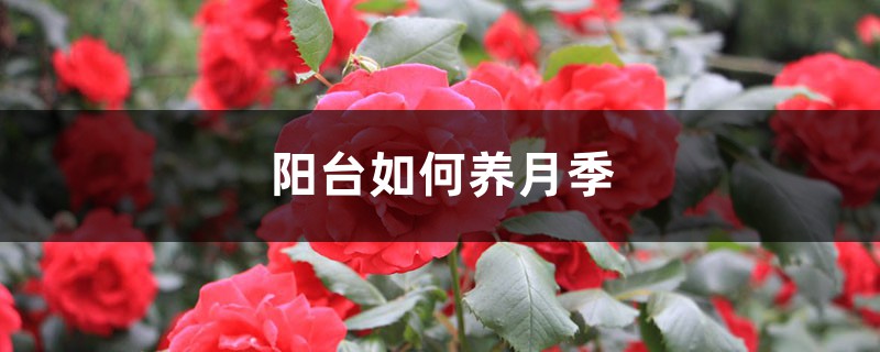 阳台如何养月季,需要注意什么 阳台如何养月季,需要注意什么
