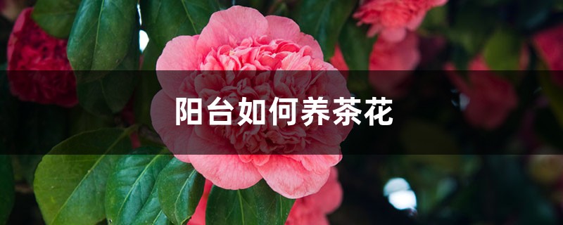 阳台如何养茶花，需要注意什么