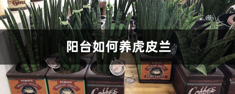 阳台如何养虎皮兰,需要注意什么 阳台如何养虎皮兰,需要注意什么