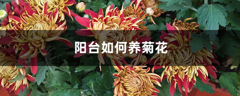 阳台如何养菊花,需要注意什么 阳台如何养菊花,需要注意什么