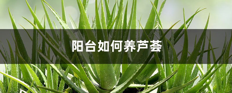 阳台如何养芦荟,需要注意什么 阳台如何养芦荟,需要注意什么