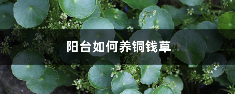 阳台如何养铜钱草,需要注意什么 阳台如何养铜钱草,需要注意什么