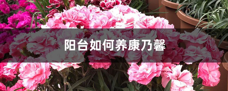 阳台如何养康乃馨,需要注意什么 阳台如何养康乃馨,需要注意什么