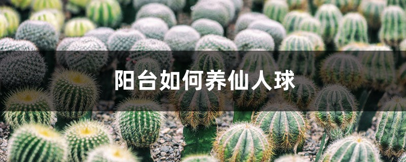 阳台如何养仙人球,需要注意什么 阳台如何养仙人球,需要注意什么