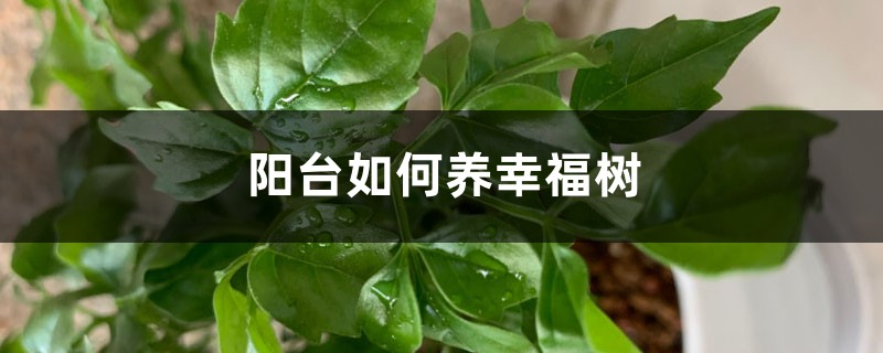 阳台如何养幸福树,需要注意什么 阳台如何养幸福树,需要注意什么
