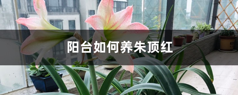 阳台如何养朱顶红,需要注意什么 阳台如何养朱顶红,需要注意什么