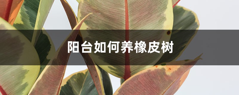 阳台如何养橡皮树,需要注意什么 阳台如何养橡皮树,需要注意什么