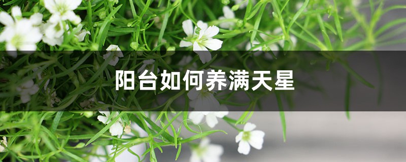 阳台如何养满天星,需要注意什么 阳台如何养满天星,需要注意什么