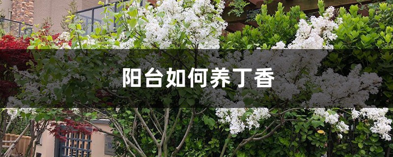 阳台如何养丁香,需要注意什么 阳台如何养丁香,需要注意什么