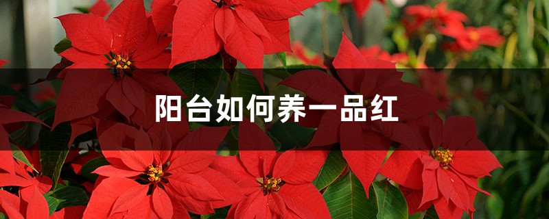 阳台如何养一品红,需要注意什么 阳台如何养一品红,需要注意什么