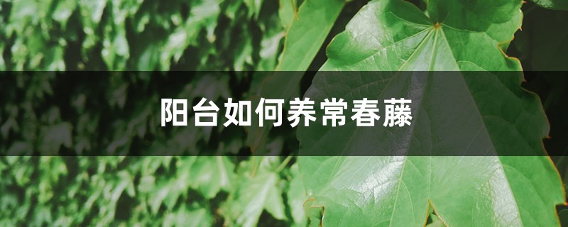 阳台如何养常春藤,需要注意什么 阳台如何养常春藤,需要注意什么