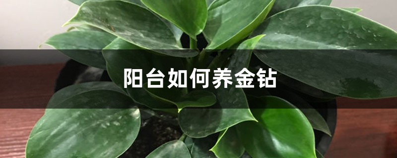 阳台如何养金钻,需要注意什么 阳台如何养金钻,需要注意什么
