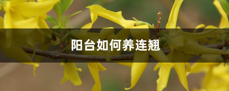 阳台如何养连翘,需要注意什么 阳台如何养连翘,需要注意什么