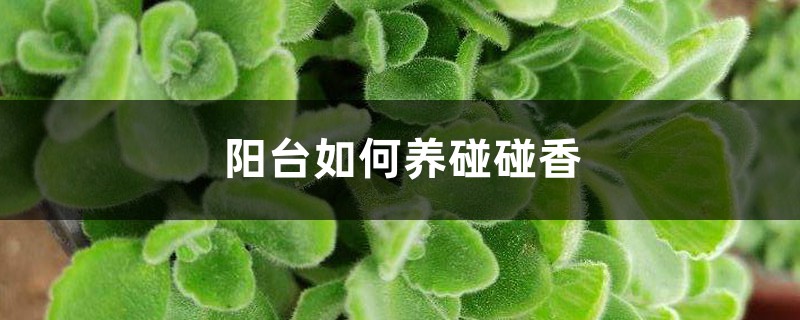 阳台如何养碰碰香,需要注意什么 阳台如何养碰碰香,需要注意什么