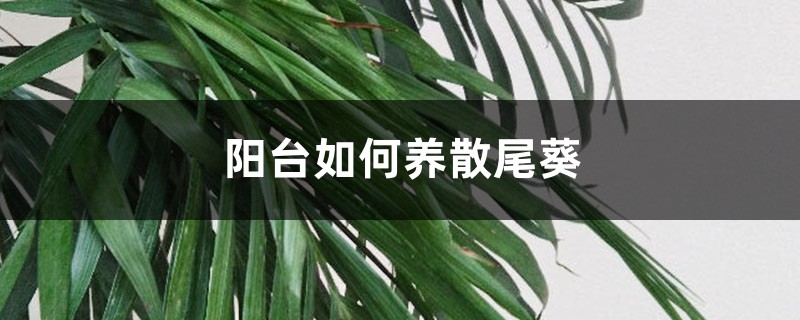 阳台如何养散尾葵,需要注意什么 阳台如何养散尾葵,需要注意什么
