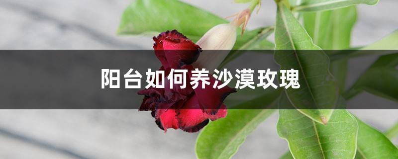 阳台如何养沙漠玫瑰,需要注意什么 阳台如何养沙漠玫瑰,需要注意什么
