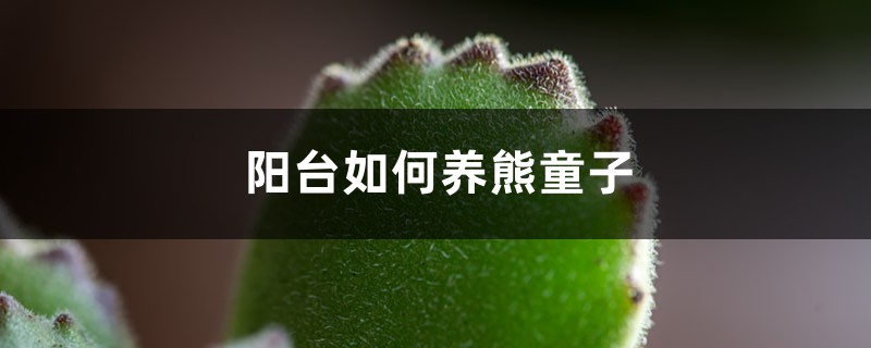 阳台如何养熊童子,需要注意什么 阳台如何养熊童子,需要注意什么