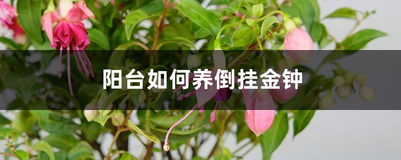 阳台如何养倒挂金钟，需要注意什么