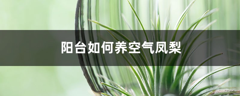 阳台如何养空气凤梨,需要注意什么 阳台如何养空气凤梨,需要注意什么