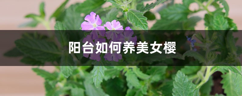阳台如何养美女樱,需要注意什么 阳台如何养美女樱,需要注意什么