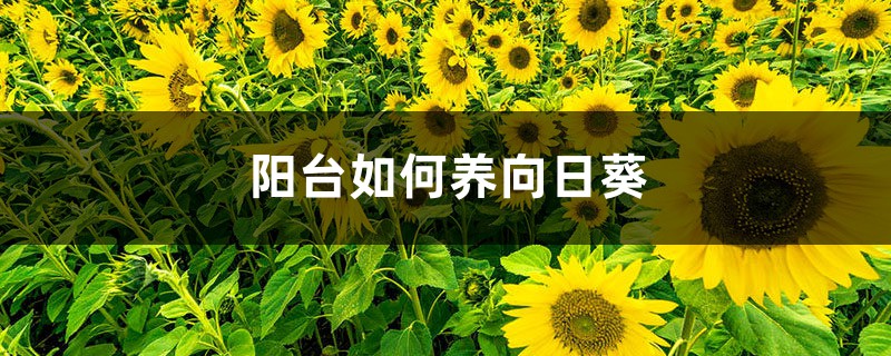 阳台如何养向日葵,需要注意什么 阳台如何养向日葵,需要注意什么