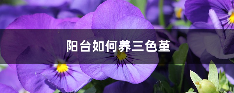 阳台如何养三色堇,需要注意什么 阳台如何养三色堇,需要注意什么