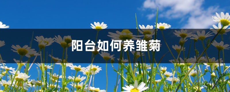 阳台如何养雏菊,需要注意什么 阳台如何养雏菊,需要注意什么