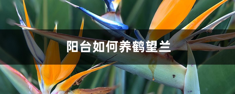 阳台如何养鹤望兰,需要注意什么 阳台如何养鹤望兰,需要注意什么