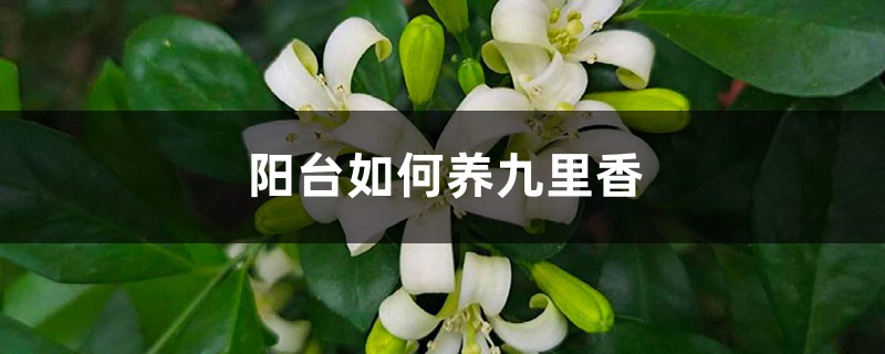 阳台如何养九里香,需要注意什么 阳台如何养九里香,需要注意什么