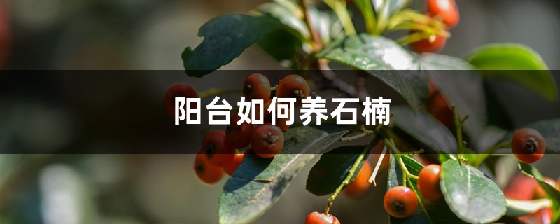 阳台如何养石楠,需要注意什么 阳台如何养石楠,需要注意什么