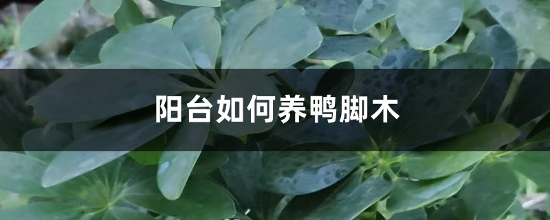 阳台如何养鸭脚木,需要注意什么 阳台如何养鸭脚木,需要注意什么